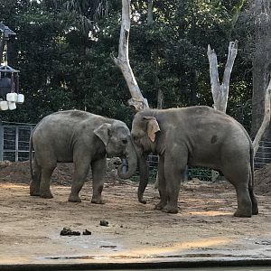 Man Jai and Luk Chai