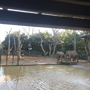 Asian Elephant Pool Paddock