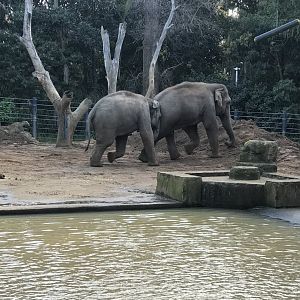 Man Jai chasing Luk Chai