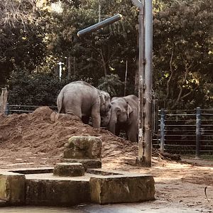 Man Jai and Luk Chai