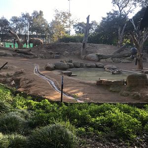 Main Asian Elephant Cow Paddock