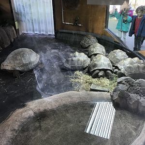 Jean and the juvenile Aldabran tortoises