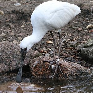 Black-faced spoonbill (Platalea minor)