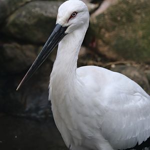 Oriental stork (Ciconia boyciana)
