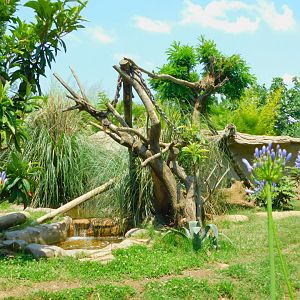 Coatimundi enclosure up close