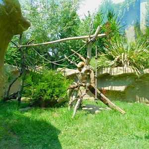 Coatimundi enclosure (the other half)