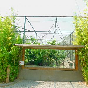 Red ruffed lemur display