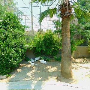 Pelicansright next to the lemurs