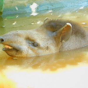 trying to keep it cool