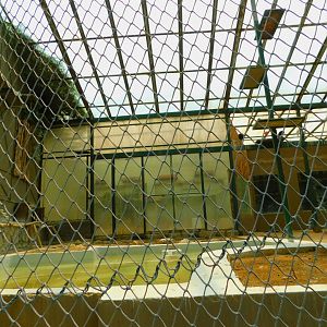 pond side of the ibis aviary