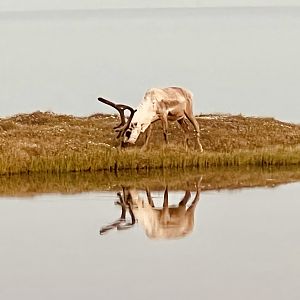 Caribou - Alaska