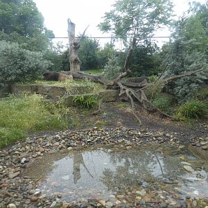 Asiatic lion enclosure