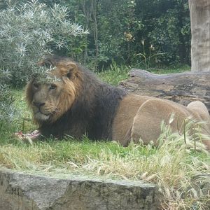 Asiatic lion