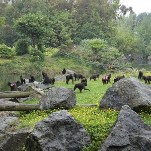 Sulawesi crested macaque troop