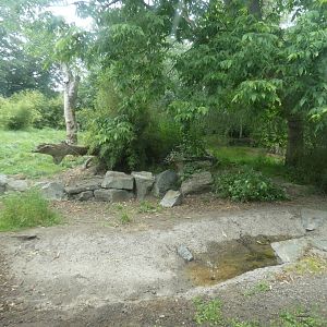 Amur tiger temporary enclosure