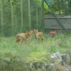 Chinese dhole