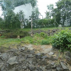 Chinese dhole enclosure