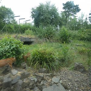 Chinese dhole enclosure (2)