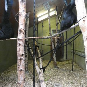 Siamang indoor enclosure