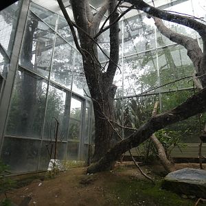 Citron-crested cockatoo indoor aviary