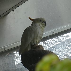 Citron-crested cockatoo