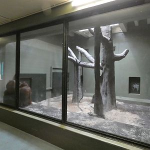 Bornean orang-utan indoor enclosure (2)