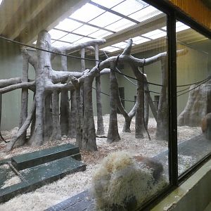 Bornean orang-utan indoor enclosure