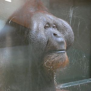 Bornean orang-utan, Sibu