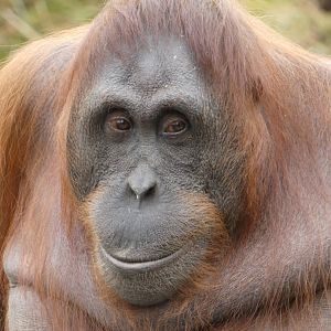 Bornean orang-utan, Riona