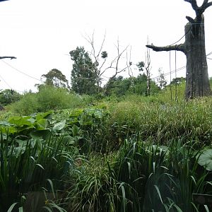 Bornean orang-utan and Siamang enclosure