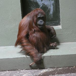 Bornean orang-utan, Leonie