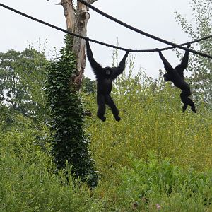 Siamangs