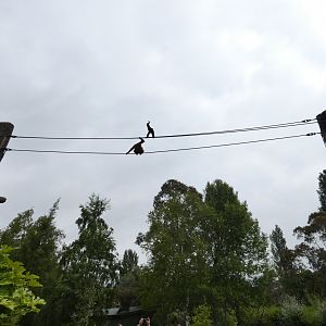 Bornean orang-utan and Siamang on top of the O-Line