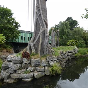 Bornean orang-utan and Siamang enclosure (2)