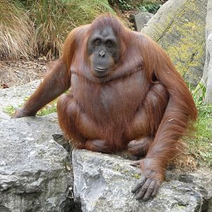 Bornean orang-utan
