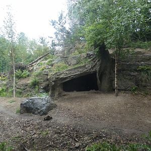 European wolf enclosure