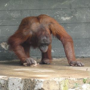 Bornean orang-utan 'cleaning' the floor