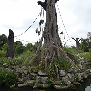 Bornean orang-utan and Siamang enclosure (4)