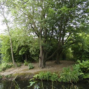 Red-ruffed lemur island
