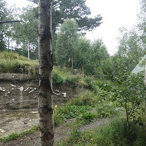 European wolf enclosure (3)