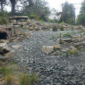 Snow leopard enclosure