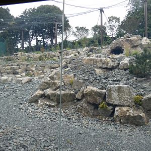 Snow leopard enclosure (2)