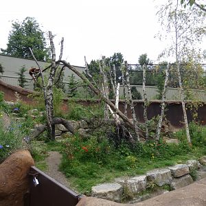Red panda enclosure (2)