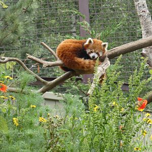 Red panda