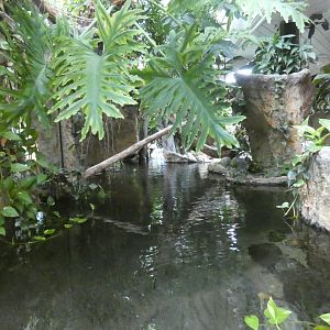 West African crocodile enclosure