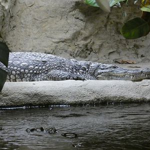 West African crocodile