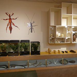 Invertebrate display