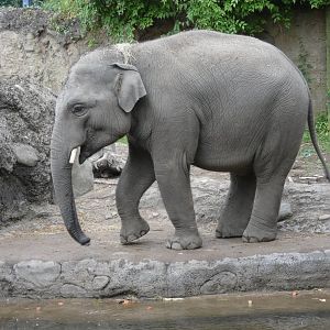 Asian elephant adolescent bull