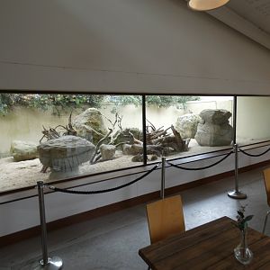 Meerkat enclosure in restraunt