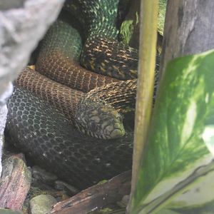 King ratsnake